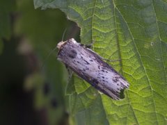 Flame (Axylia putris)