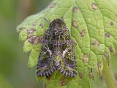Orache Moth (Trachea atriplicis)