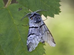 Grå gaffelstjert (Furcula bifida)