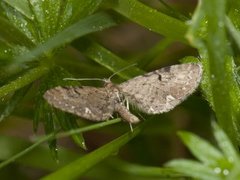 Humledvergmåler (Eupithecia assimilata)