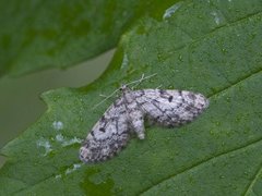 Grandvergmåler (Eupithecia tantillaria)