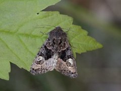 Lyktebærerfly (Euplexia lucipara)