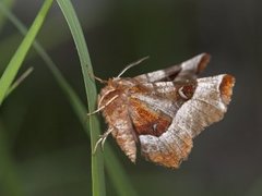 Praktmånemåler (Selenia tetralunaria)