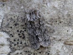 Broket kveldfly (Acronicta auricoma)