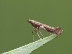 Caloptilia stigmatella