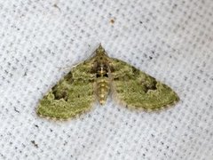 The V-Pug (Chloroclystis v-ata)