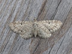 Engdvergmåler (Eupithecia satyrata)