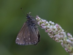 Dingy Skipper (Erynnis tages)