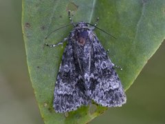 Ospekveldfly (Acronicta megacephala)