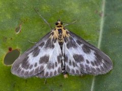 Small Magpie (Anania hortulata)