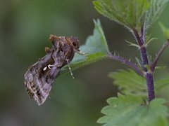 Beautiful Golden Y (Autographa pulchrina)