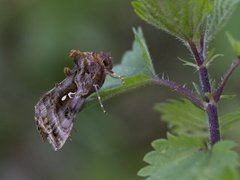 Fiolettbrunt metallfly (Autographa pulchrina)