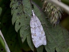 Large Grey (Scoparia subfusca)