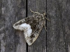 Marbled White Spot (Deltote pygarga)