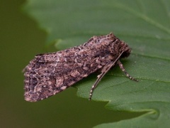 Slåttengfly (Apamea remissa)