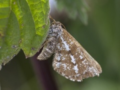 Bordered White (Bupalus piniaria)