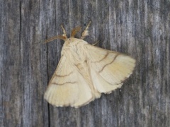 The Lackey (Malacosoma neustria)