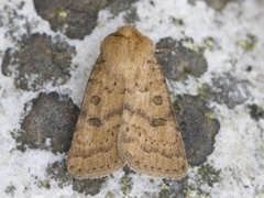 Lyst ringurtefly (Hoplodrina octogenaria)