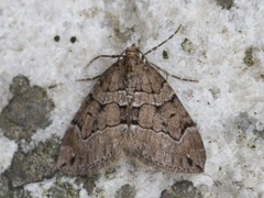 Chestnut-coloured Carpet (Thera cognata)
