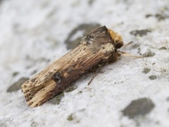 Flame (Axylia putris)