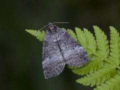 Common Lutestring (Ochropacha duplaris)