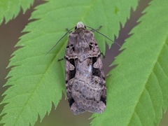 Triangelbakkefly (Xestia triangulum)