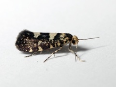 Bringebærknoppmøll (Lampronia corticella)