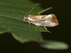 Brassy Tortrix (Eulia ministrana)