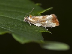 Skumringsvikler (Eulia ministrana)