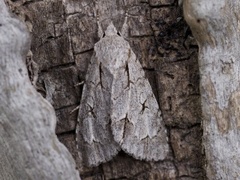 Grey Dagger (Acronicta psi)