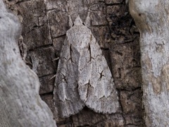 Psikveldfly (Acronicta psi)