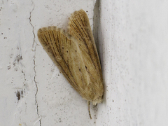 Lyme Grass (Longalatedes elymi)