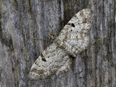 Cloaked Pug (Eupithecia abietaria)