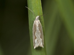 Viersigdvikler (Ancylis subarcuana)