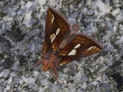 Langstreket metallfly (Plusia festucae)