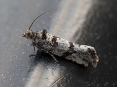 Strandskuddvikler (Lobesia littoralis)