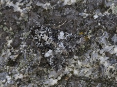 Marbled Coronet (Hadena confusa)