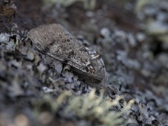 Heibørstespinner (Gynaephora fascelina)