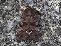 Broom Moth (Ceramica pisi)