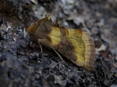 Burnished Brass (Diachrysia chrysitis)