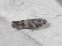 Furuskuddmøll (Exoteleia dodecella)