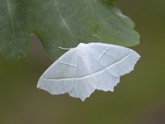 Light Emerald (Campaea margaritaria)