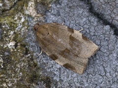 Olivenbrun bladvikler (Choristoneura hebenstreitella)