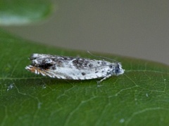 Ospesigdvikler (Ancylis laetana)