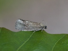 Great Marble (Pseudosciaphila branderiana)