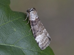 Bjørkehalvspinner (Tetheella fluctuosa)