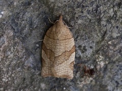 Lærbrun bladvikler (Pandemis cerasana)