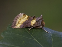 Burnished Brass (Diachrysia chrysitis)