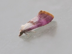 Gold-fringed Conch (Cochylis flaviciliana)