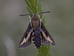 Mauresvermer (Hyles gallii)